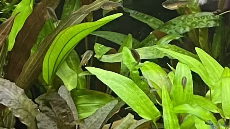 Pflanzen im Aquarium Gesellschaftsbecken Eheim Incpiria von Ottche (33)