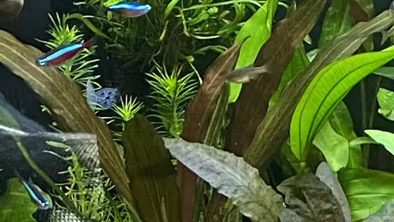 Pflanzen im Aquarium Gesellschaftsbecken Eheim Incpiria von Ottche (36)