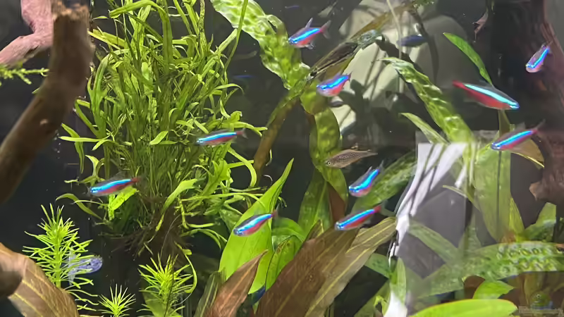 Pflanzen im Aquarium Gesellschaftsbecken Eheim Incpiria von Ottche (38)