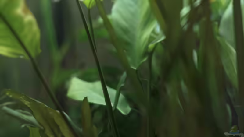 Pflanzen im Aquarium Gesellschaftsbecken mit Hang zum Westafrikaflair von Pflanzennarr (20)