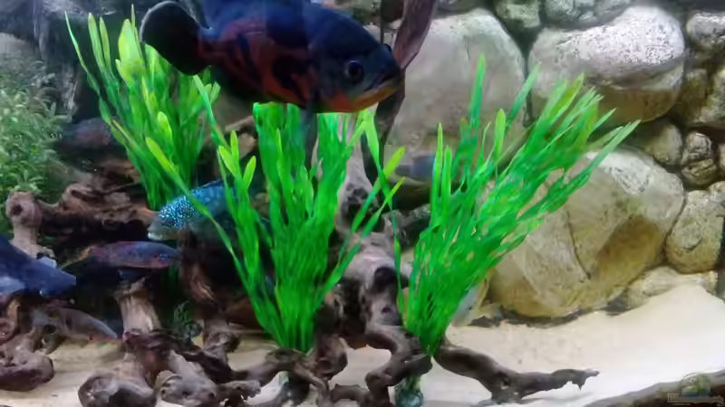 Pflanzen im Aquarium Gesellschaftsbecken Süd-Mittelamerika von Christian Fries (4)