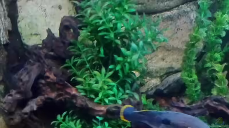 Pflanzen im Aquarium Gesellschaftsbecken Süd-Mittelamerika von Christian Fries (5)