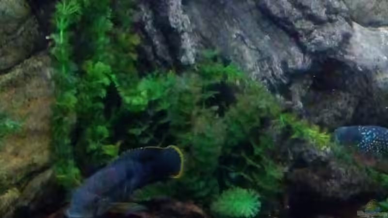 Pflanzen im Aquarium Gesellschaftsbecken Süd-Mittelamerika von Christian Fries (6)