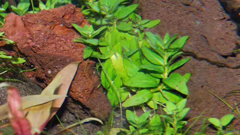 Pflanzen im Aquarium Gesellschaftsbecken von Bestandteil (44)