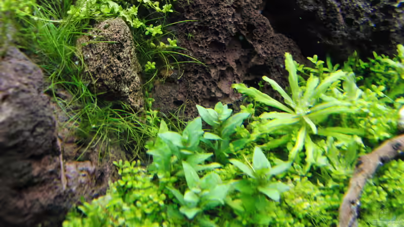 Pflanzen im Aquarium Gesellschaftsbecken von Bestandteil (45)