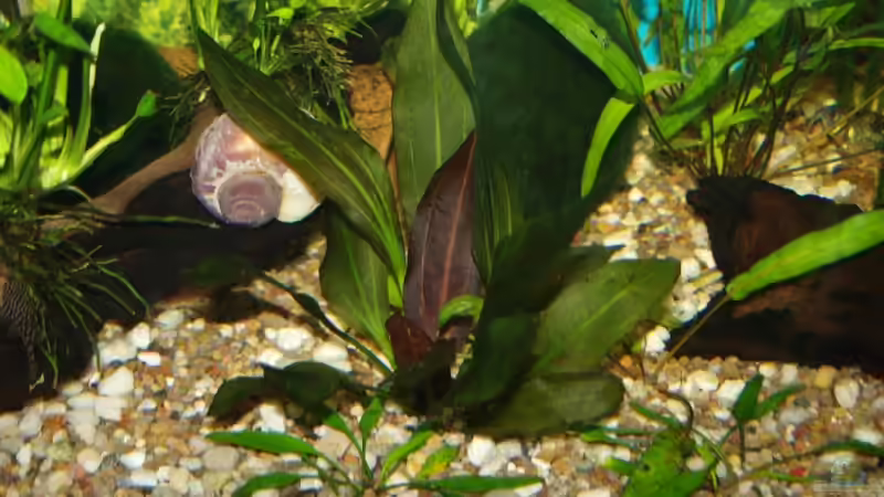 Pflanzen im Aquarium Gesellschaftsbecken von Dead (4)