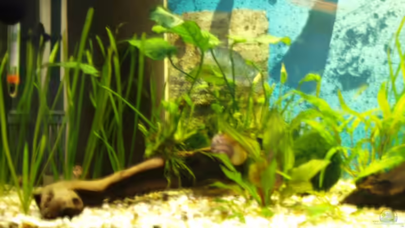 Pflanzen im Aquarium Gesellschaftsbecken von Dead (5)