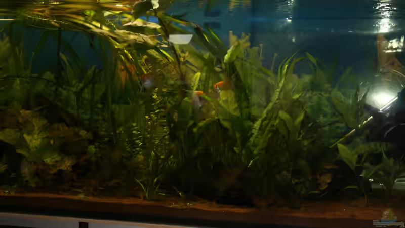 Pflanzen im Aquarium Gesellschaftsbecken von Hollyday (4)