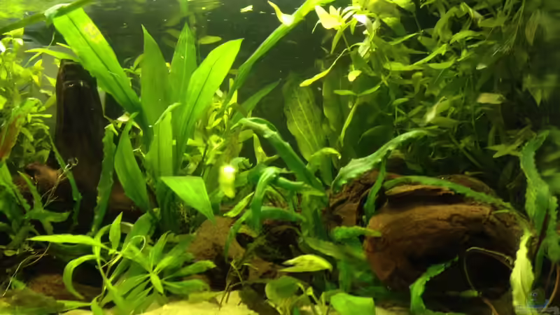 Pflanzen im Aquarium Gesellschaftsbecken von Malawi_Ben (4)