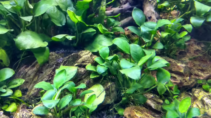 Pflanzen im Aquarium Gesellschaftsbecken von Patrick97 (4)