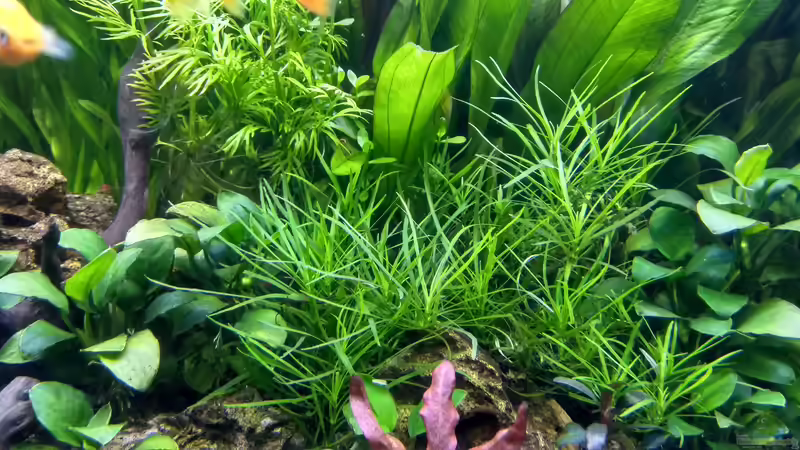 Pflanzen im Aquarium Gesellschaftsbecken von Patrick97 (5)