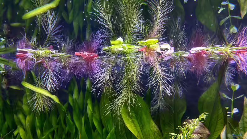 Pflanzen im Aquarium Gesellschaftsbecken von Patrick97 (7)