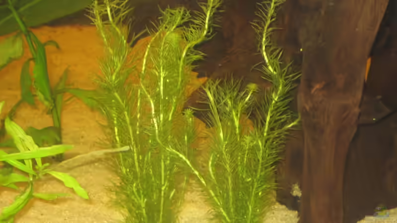 Pflanzen im Aquarium Gesellschaftsbecken von Peter Hammel (3)