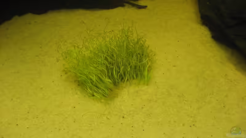 Pflanzen im Aquarium Gesellschaftsbecken von Peter Hammel (4)