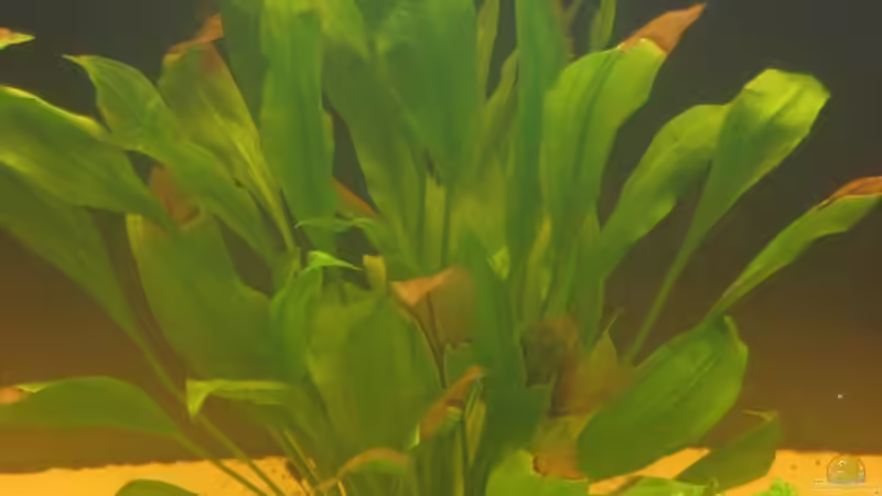 Pflanzen im Aquarium Gesellschaftsbecken von Peter Hammel (5)