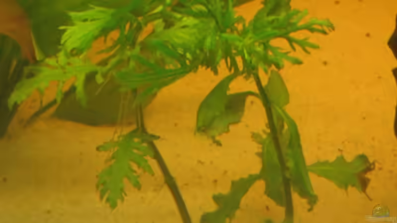 Pflanzen im Aquarium Gesellschaftsbecken von Peter Hammel (6)