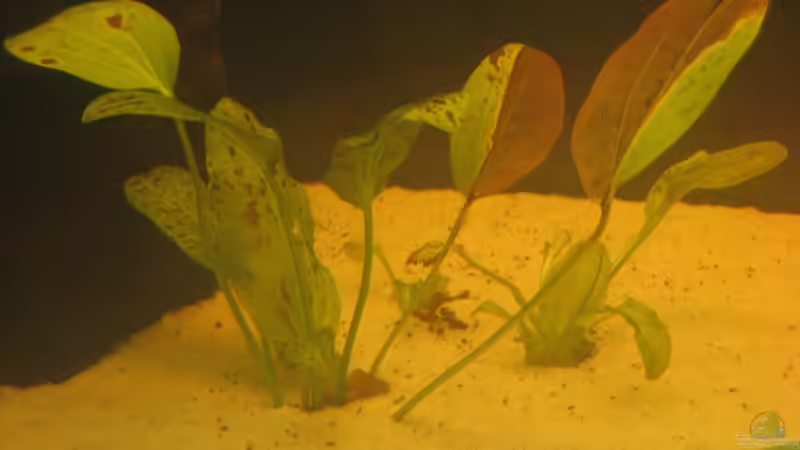 Pflanzen im Aquarium Gesellschaftsbecken von Peter Hammel (7)