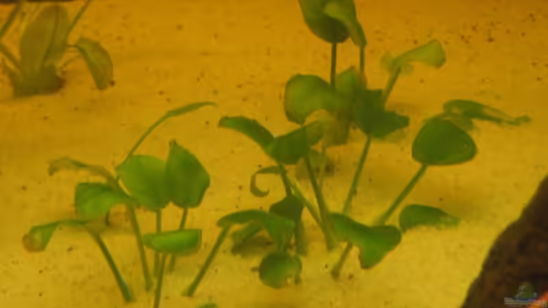 Pflanzen im Aquarium Gesellschaftsbecken von Peter Hammel (8)