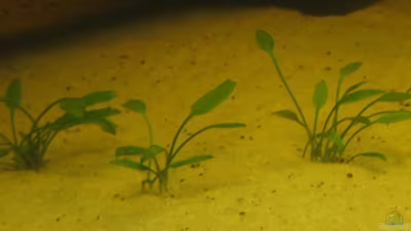 Pflanzen im Aquarium Gesellschaftsbecken von Peter Hammel (9)