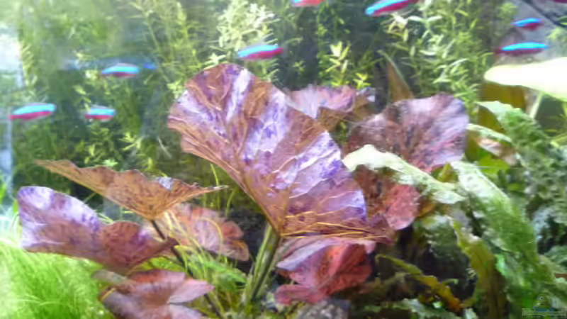Pflanzen im Aquarium Gesellschaftsbecken von Ralf Kottmeier (18)