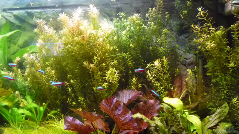 Pflanzen im Aquarium Gesellschaftsbecken von Ralf Kottmeier (21)