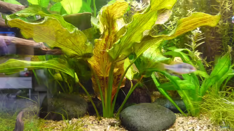 Pflanzen im Aquarium Gesellschaftsbecken von Ralf Kottmeier (23)