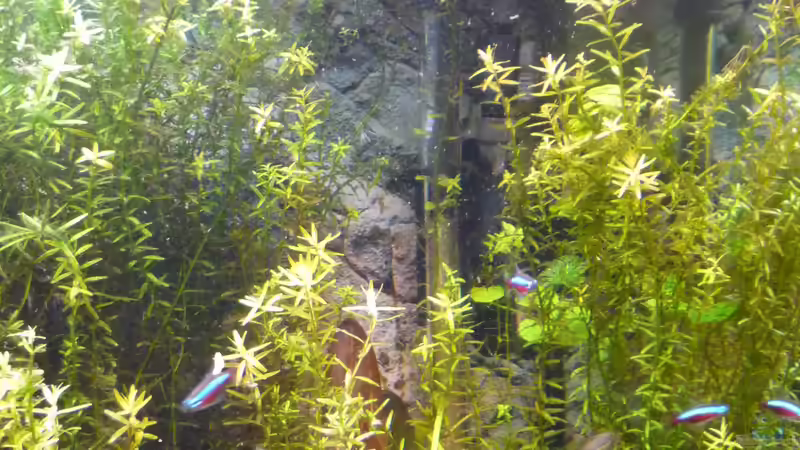Pflanzen im Aquarium Gesellschaftsbecken von Ralf Kottmeier (24)