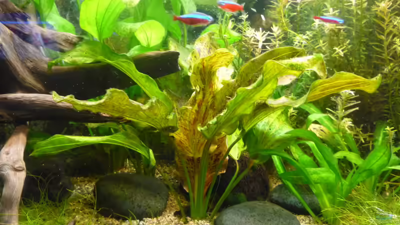 Pflanzen im Aquarium Gesellschaftsbecken von Ralf Kottmeier (25)