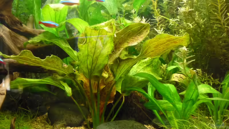 Pflanzen im Aquarium Gesellschaftsbecken von Ralf Kottmeier (26)