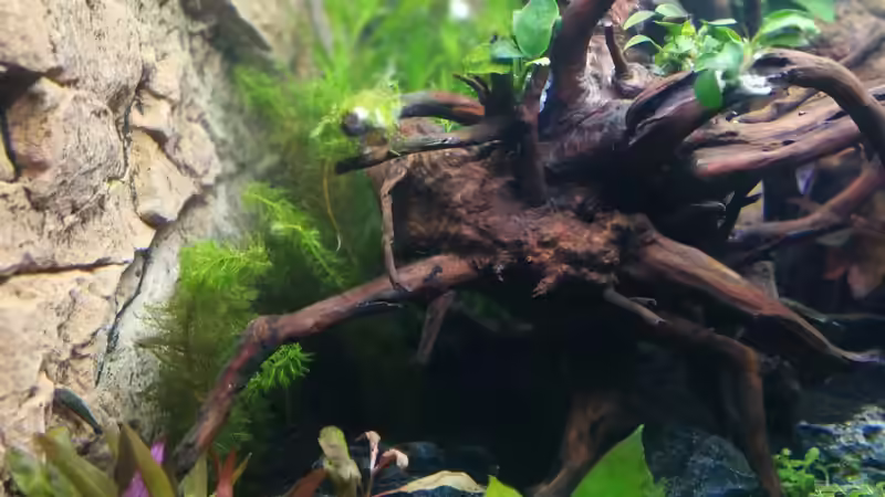 Pflanzen im Aquarium Gesellschaftsbecken von Sprutz1973 (5)