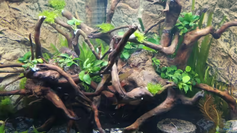 Pflanzen im Aquarium Gesellschaftsbecken von Sprutz1973 (6)