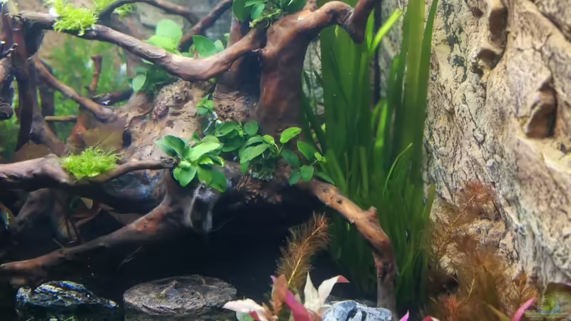 Pflanzen im Aquarium Gesellschaftsbecken von Sprutz1973 (9)