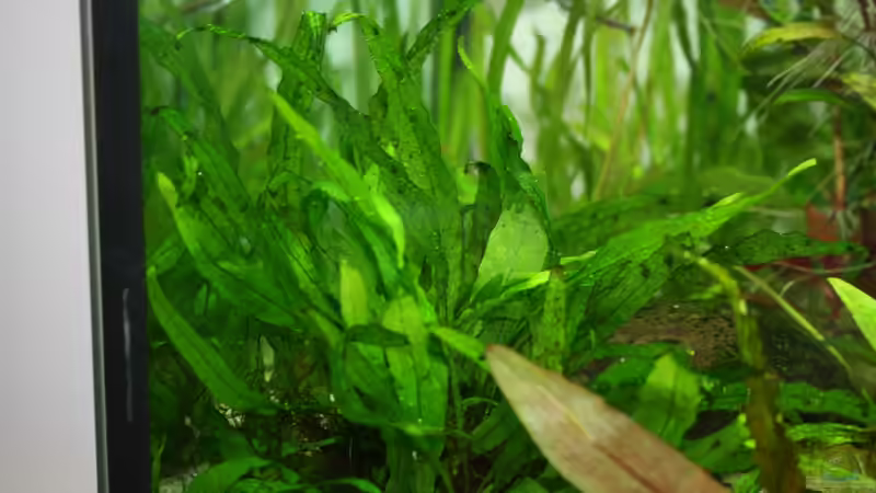 Pflanzen im Aquarium Gesellschaftsbeckern von Marcel Becker (5)