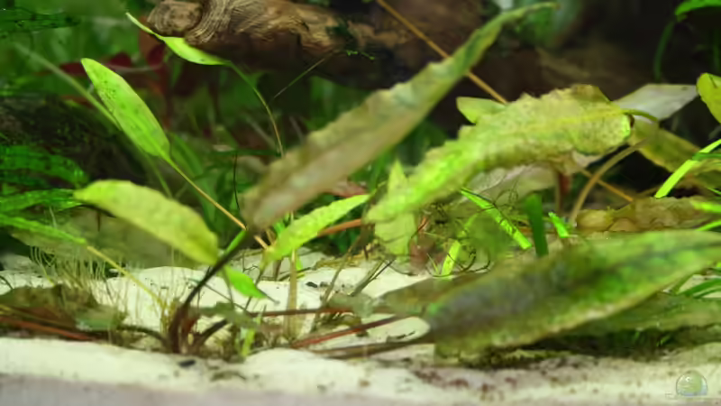 Pflanzen im Aquarium Gesellschaftsbeckern von Marcel Becker (6)