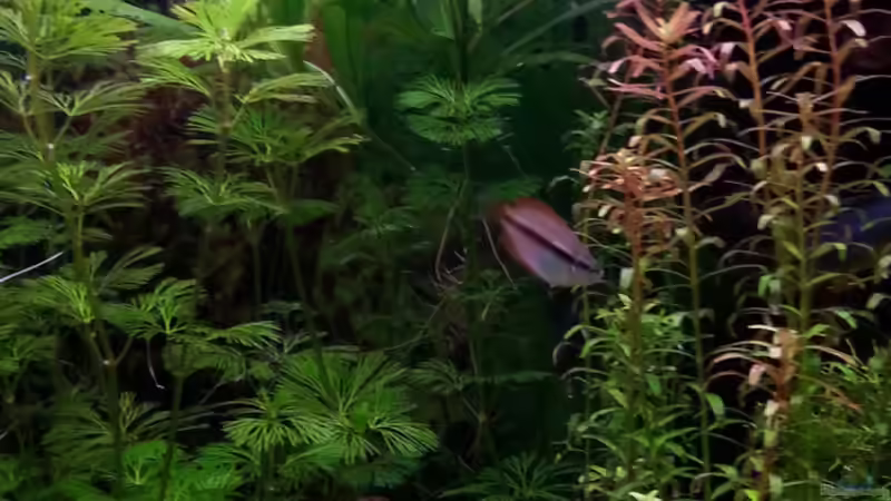Pflanzen im Aquarium Gesellschaftsdickicht von SK Aquarienleben (19)