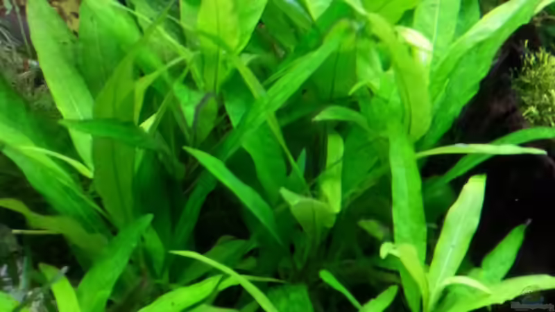 Pflanzen im Aquarium Gesellschaftsdickicht von SK Aquarienleben (20)