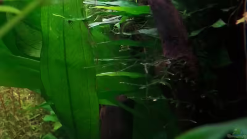 Pflanzen im Aquarium Gesellschaftsdickicht von SK Aquarienleben (21)