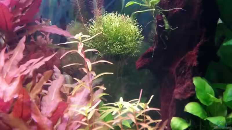 Pflanzen im Aquarium Gesellschaftsdickicht von SK Aquarienleben (22)