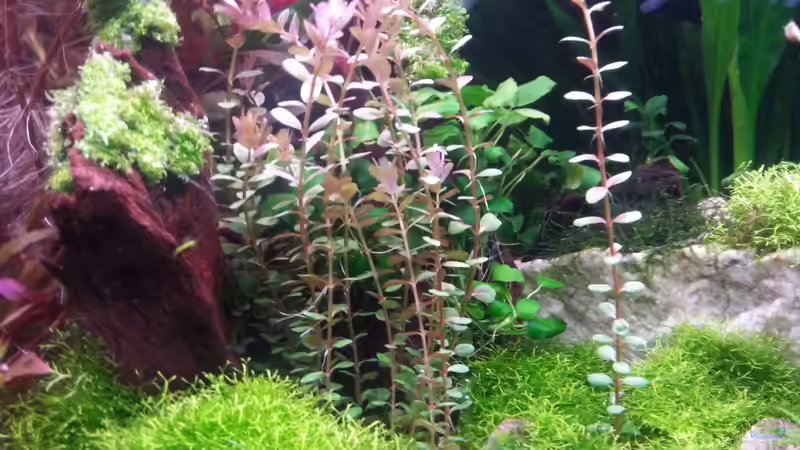 Pflanzen im Aquarium Gesellschaftsdickicht von SK Aquarienleben (23)