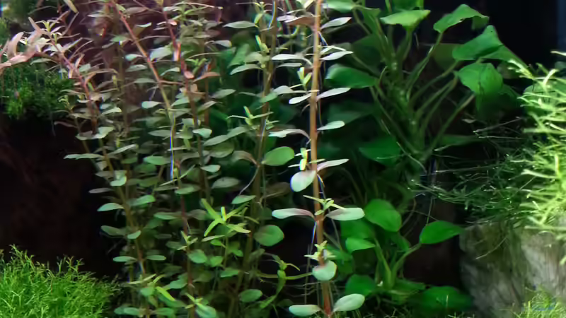Pflanzen im Aquarium Gesellschaftsdickicht von SK Aquarienleben (24)