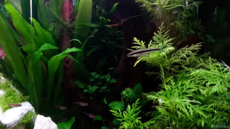 Pflanzen im Aquarium Gesellschaftsdickicht von SK Aquarienleben (29)