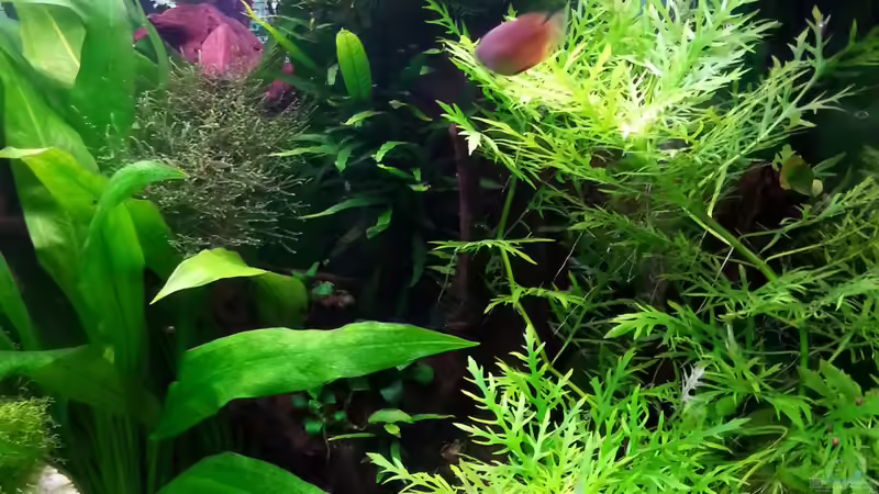 Pflanzen im Aquarium Gesellschaftsdickicht von SK Aquarienleben (30)