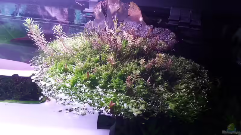 Pflanzen im Aquarium Gesellschaftsdickicht von SK Aquarienleben (31)