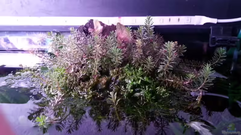 Pflanzen im Aquarium Gesellschaftsdickicht von SK Aquarienleben (32)