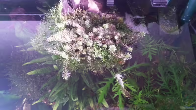 Pflanzen im Aquarium Gesellschaftsdickicht von SK Aquarienleben (33)