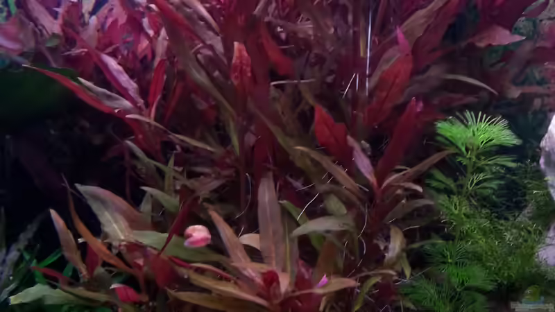 Pflanzen im Aquarium Gesellschaftsdickicht von SK Aquarienleben (34)
