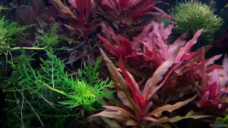 Pflanzen im Aquarium Gesellschaftsdickicht von SK Aquarienleben (35)