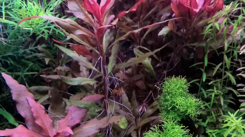 Pflanzen im Aquarium Gesellschaftsdickicht von SK Aquarienleben (36)