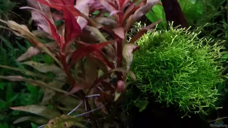 Pflanzen im Aquarium Gesellschaftsdickicht von SK Aquarienleben (38)