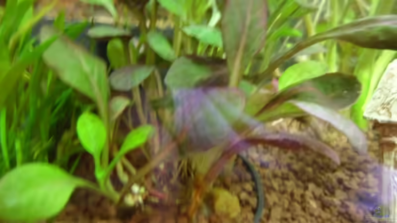 Pflanzen im Aquarium Geselschaftsbecken  112 L von McCena (4)